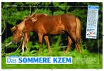 Artikel in „Mein Pferd„, Ausgabe Juni / 2010 Sommerekzem