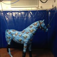 Unser Dauerpatient „Cavallo blu“ zeigt Euch wie es dann in der Aufwachphase aussieht.