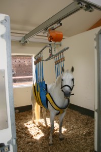 Pony Ronja im Swinglifter Stehhilfe