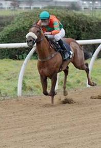 Rennpferd Glow Star im Galopp