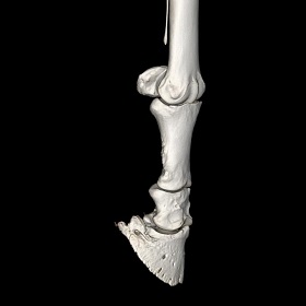 CT 3D Vorderbein