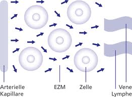 Zellen schwingen bei der Matrix-Rythmus-Therapie